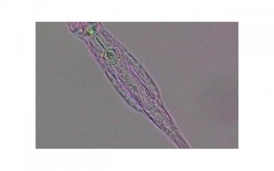 奥特曼贝利亚(年轻时的贝利亚还挺帅)