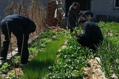 老汉私自种700多棵罂粟幼苗 竟是为了当青菜吃