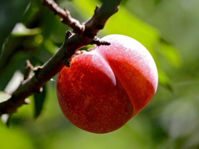 可以吸的李子,西施最爱的桐乡槜李熟了,错过等一年