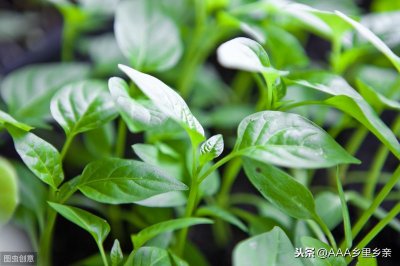 硼肥”的6大作用,后悔知道晚了!