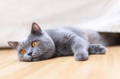 猫发出呼噜声是为什么(猫为什么发出呼噜呼噜的声音)